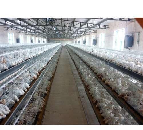 化工原料 农产品 家禽类 鸡 石家庄青年蛋鸡养殖厂