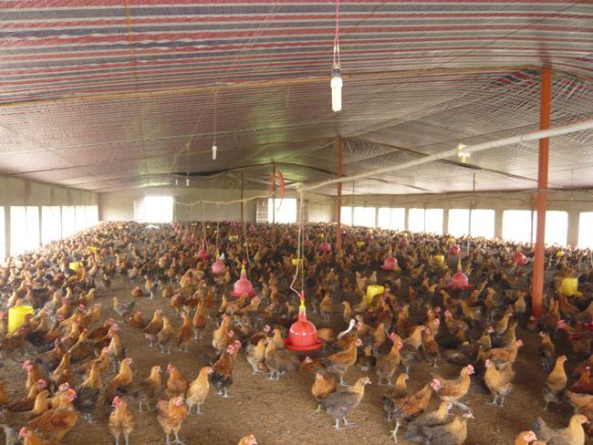 年出栏量百万只的家禽养殖场