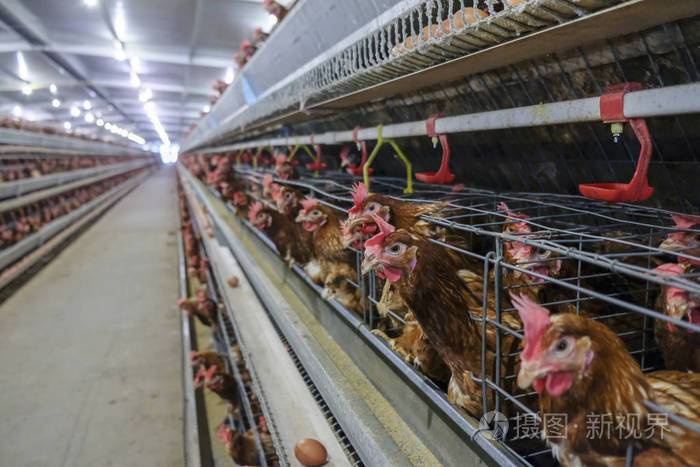 多级生产线输送机生产线上的一种家禽养殖场层农房农业技术设备有限的