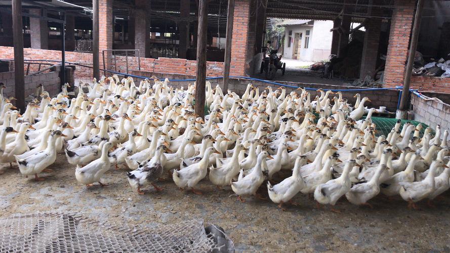 广汉中力家禽养殖有限责任公司