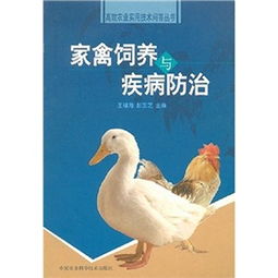 肉鸭饲养关键技术